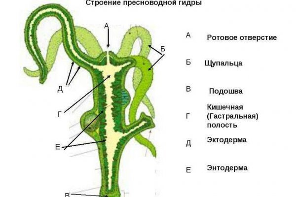 Кракен 24