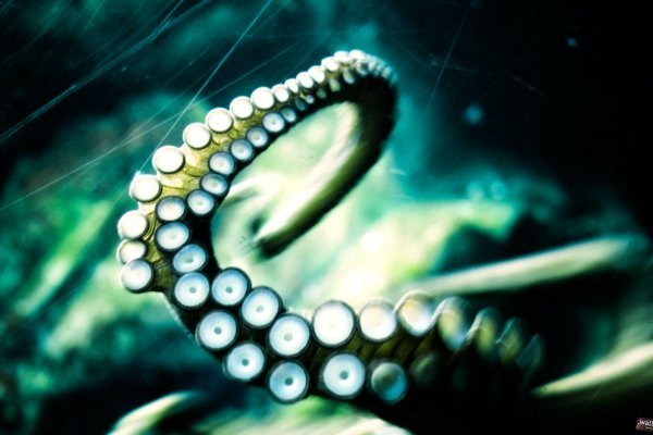 Kraken ссылка onion 2kmp