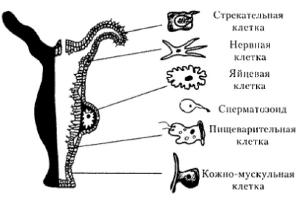 Kraken даркнет переходник