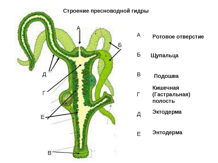 Kraken ем